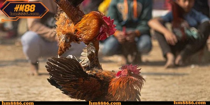 Đá Gà Campuchia Hôm Nay Được Cập Nhật Đầy Đủ Từ HM88