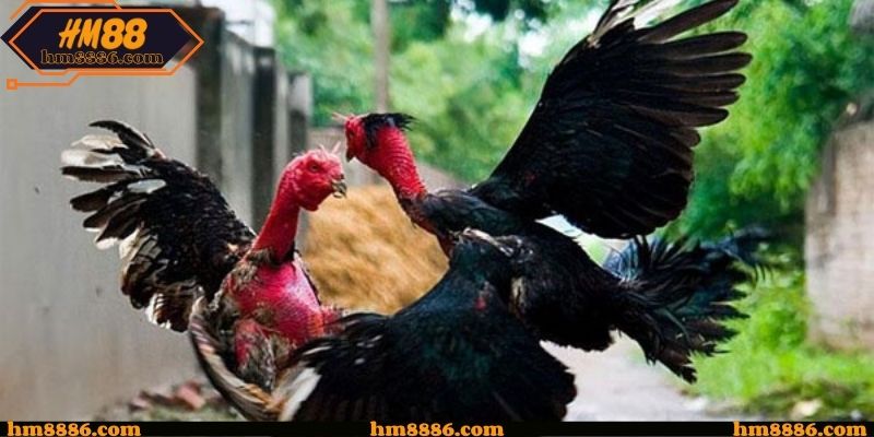 Đá Gà Cựa Dao - Trải Nghiệm Đá Gà Trực Tiếp Tại HM88