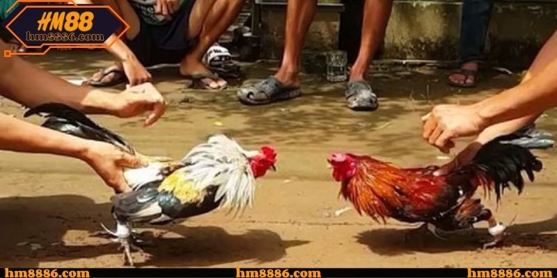 Đá Gà Campuchia Hôm Nay Được Cập Nhật Đầy Đủ Từ HM88